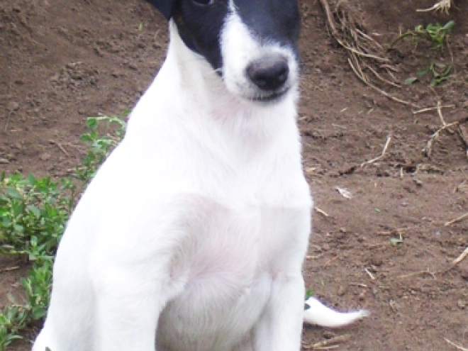 Perros Fox Terrier en venta