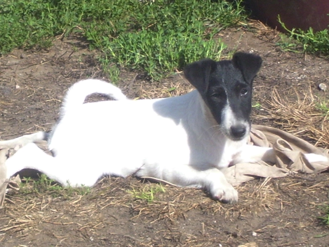 Perros Fox Terrier en venta