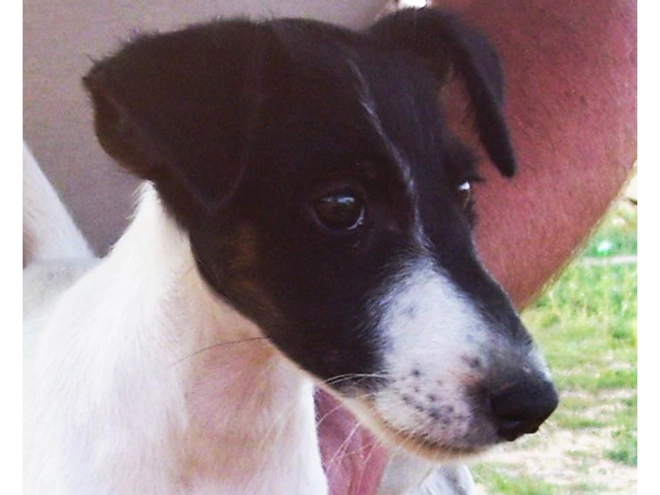 Perros Fox Terrier en venta