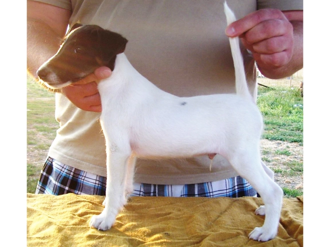 Perros Fox Terrier en venta