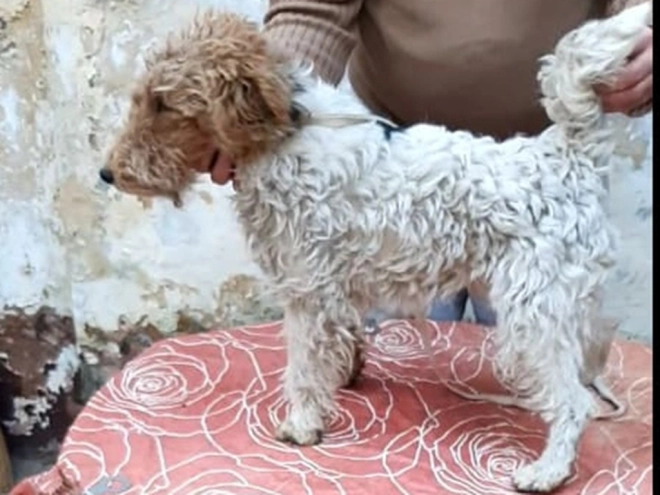 Perros Fox Terrier en venta