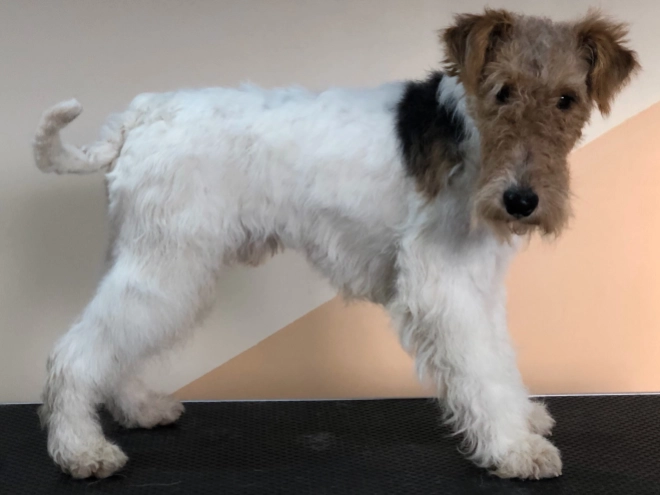 Perros Fox Terrier en venta