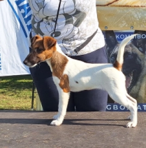 Foxterrier Welpe kaufen