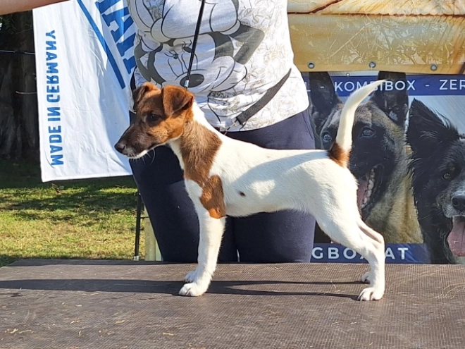 Foxterrier Welpe kaufen