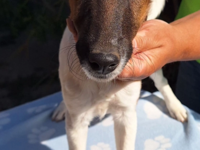 Foxterrier Welpe kaufen