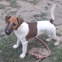 Rosy, bicolor Fox Terrier for sale