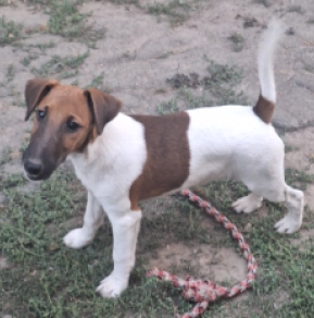 Foxterrier Welpe kaufen