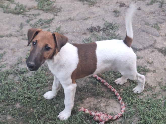 Foxterrier Welpe kaufen