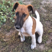 Harry, bicolor Fox Terrier for sale