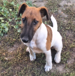 Foxterrier Welpe kaufen