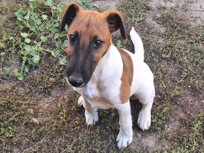 Fox Terrier puppy for sale