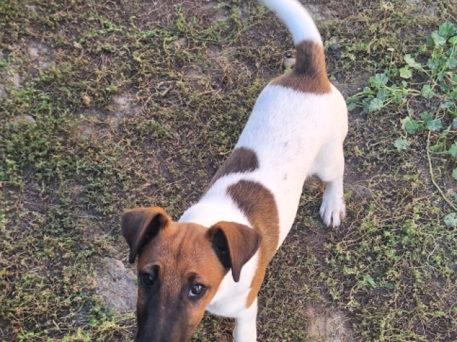 Fox Terrier puppy for sale