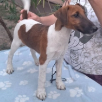 Walker, bicolor Fox Terrier for sale