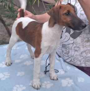Foxterrier Welpe kaufen