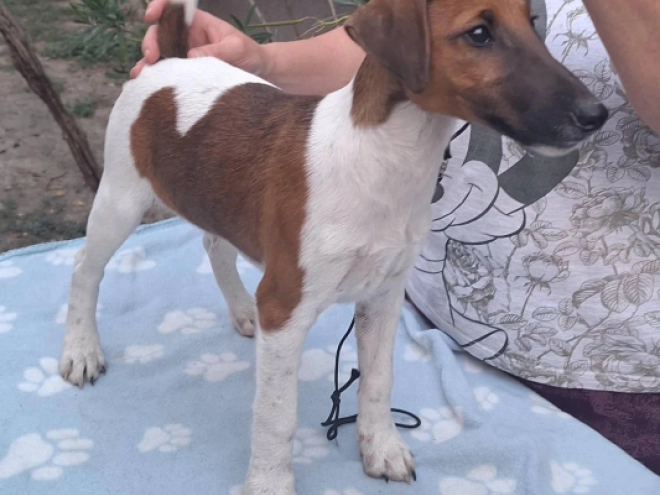 Foxterrier Welpe kaufen