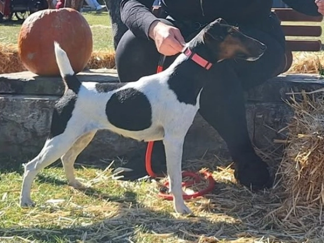 Foxterrier Welpe kaufen