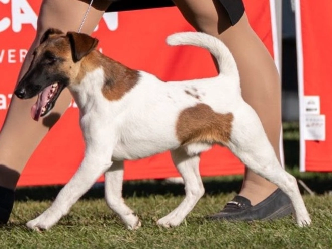Foxterrier Welpe kaufen