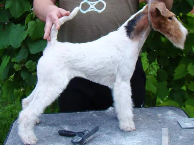 Perros Fox Terrier en venta