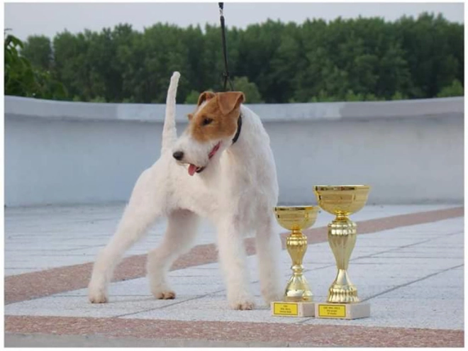 Perros Fox Terrier en venta