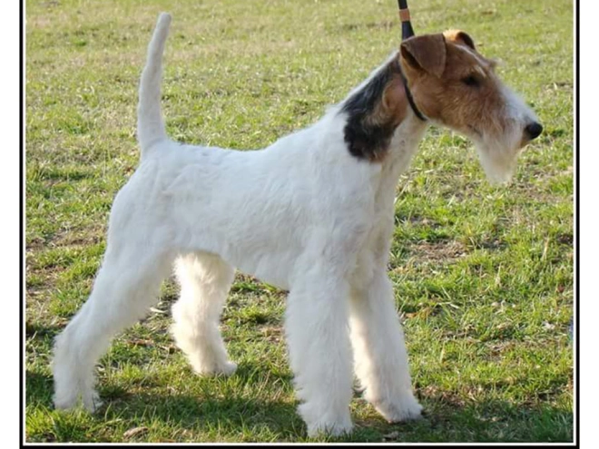 Perros Fox Terrier en venta
