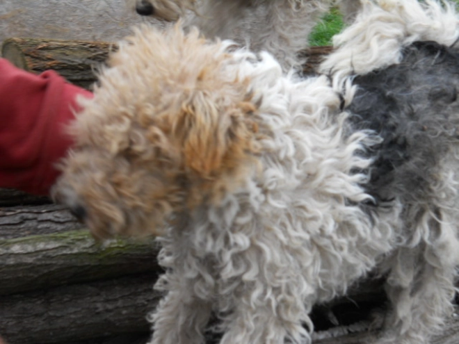 Fox Terrier puppy for sale
