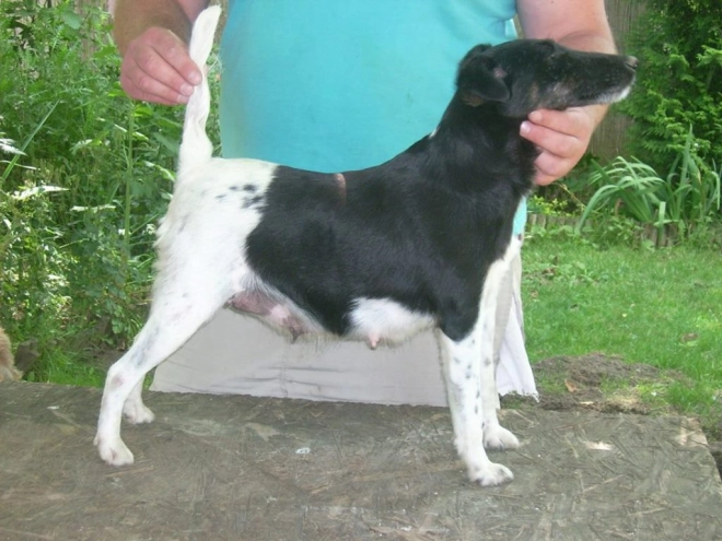 Perros Fox Terrier en venta
