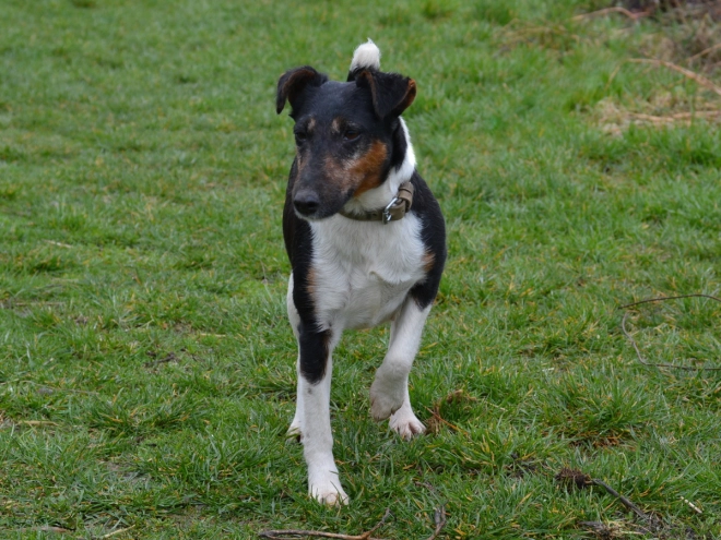 Fox Terrier puppy for sale