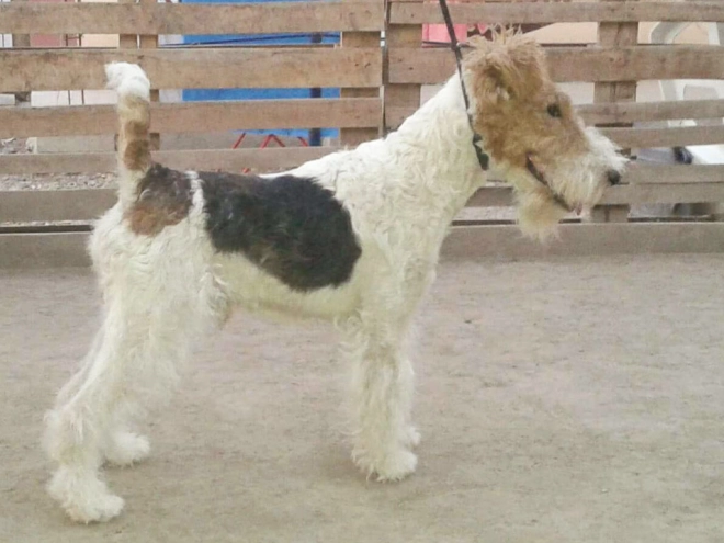 Perros Fox Terrier en venta