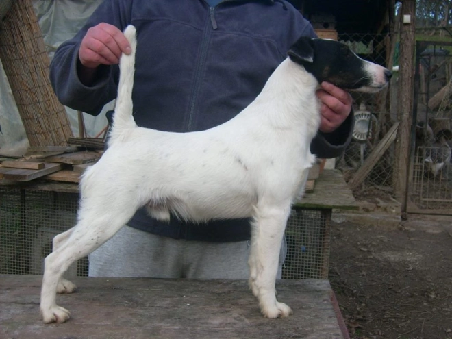 Perros Fox Terrier en venta