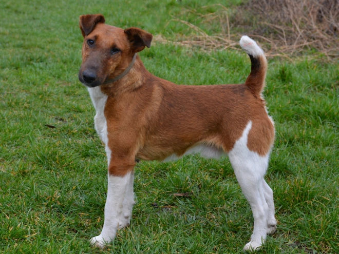 Fox Terrier puppy for sale