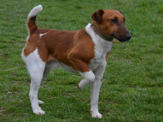 Fox Terrier puppy for sale