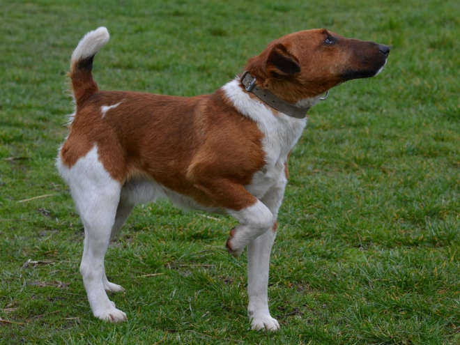 Fox Terrier puppy for sale