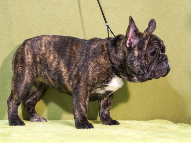 Französische Bulldogge Welpe zu verkaufen
