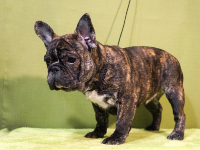 Französische Bulldogge Welpe zu verkaufen