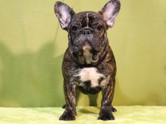 Französische Bulldogge Welpe zu verkaufen