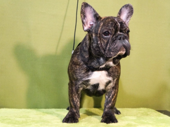 Französische Bulldogge Welpe zu verkaufen