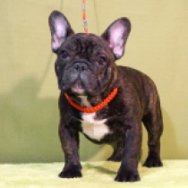 Perros Bulldog Francés en venta