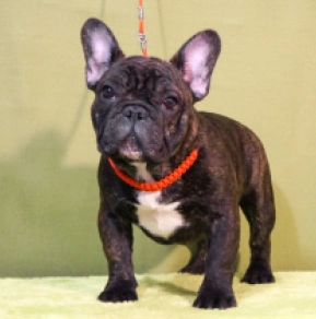 Perros Bulldog Francés en venta