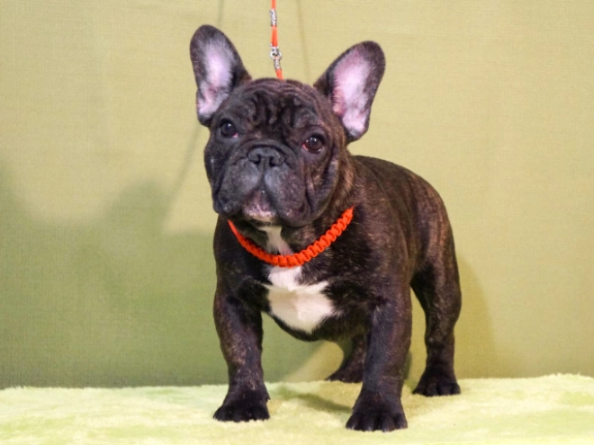 Perros Bulldog Francés en venta