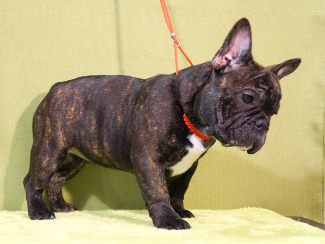 Perros Bulldog Francés en venta