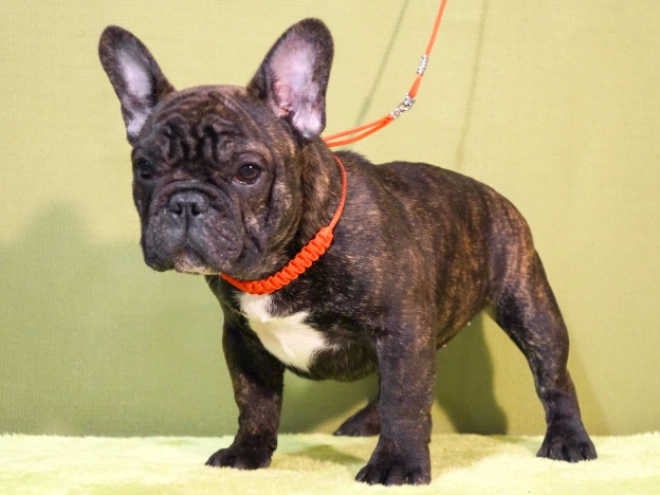 Perros Bulldog Francés en venta