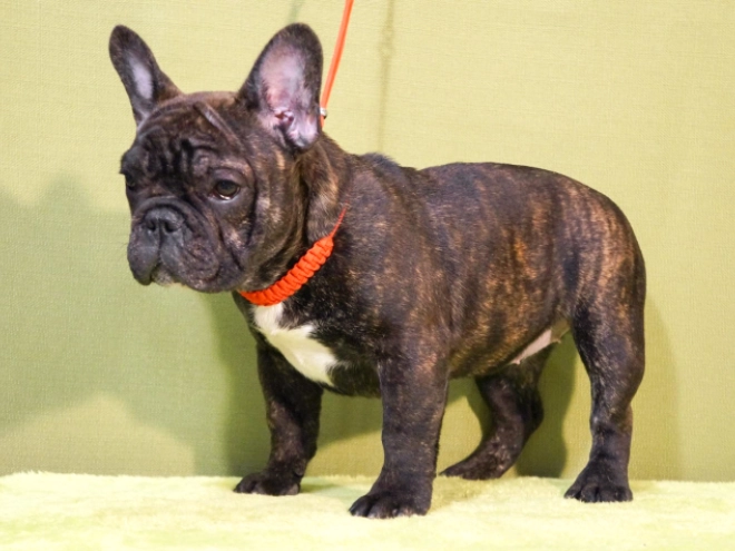 Perros Bulldog Francés en venta