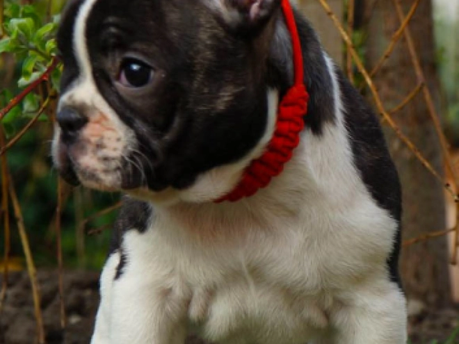 Französische Bulldogge Welpe kaufen