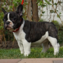 Perros Bulldog Francés en venta