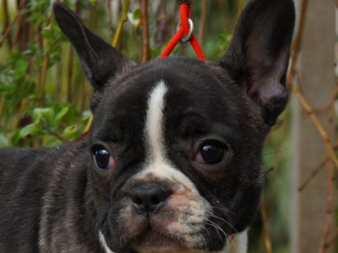 Französische Bulldogge Welpe kaufen