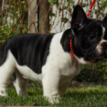 Perros Bulldog Francés en venta