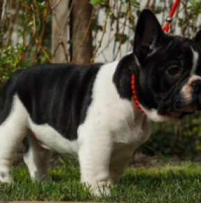 Französische Bulldogge Welpe zu verkaufen