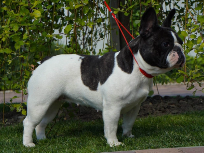 Französische Bulldogge Welpe kaufen