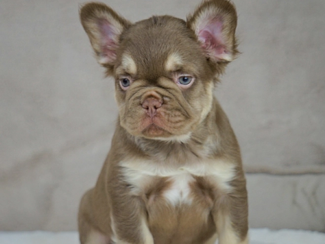 French Bulldog puppy for sale
