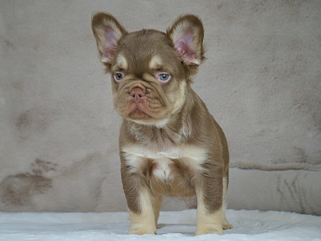 French Bulldog puppy for sale